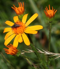 Jacobaea abrotanifolia