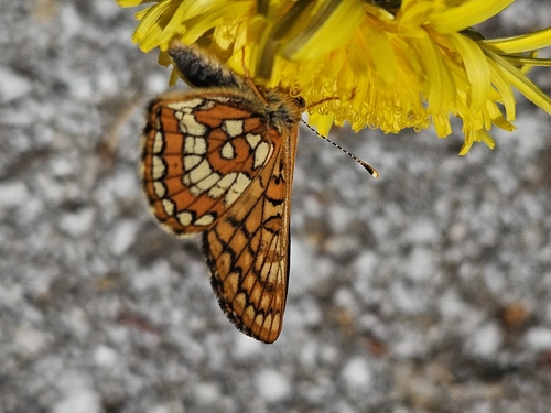 Asian Fritillary