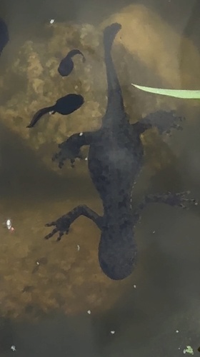 Alpine Newt