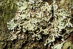 Hypogymnia pulverata