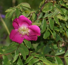 Rosa pendulina