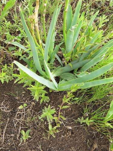 Image of Aloe ecklonis by no rights reserved