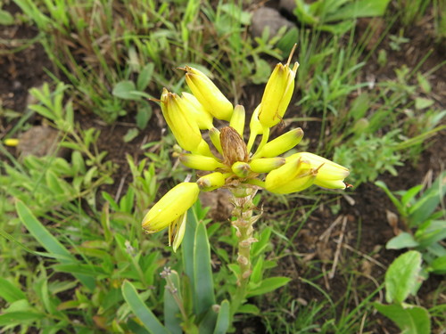 Image of Aloe ecklonis by no rights reserved