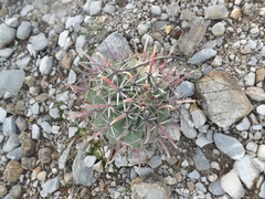 Ferocactus recurvus
