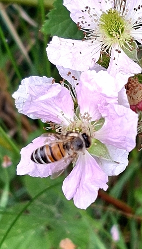 Western Honey Bee