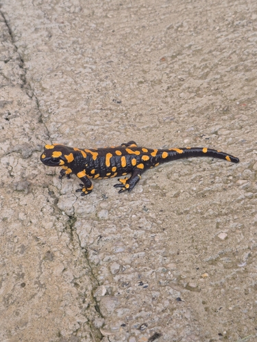 Fire Salamander