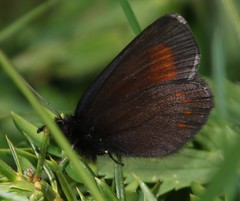 Erebia pharte