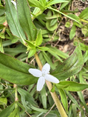 buttonweed