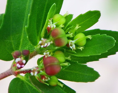 Euphorbia nutans