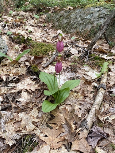 pink lady's slipper