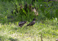 Sturnus vulgaris