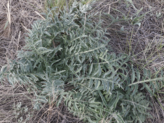 Rhaponticoides taliewii