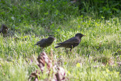Sturnus vulgaris