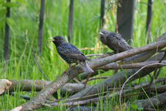 Sturnus vulgaris