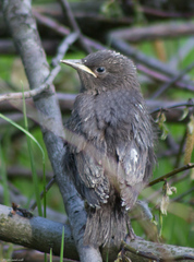 Sturnus vulgaris