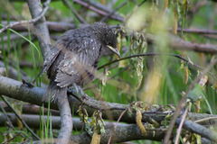 Sturnus vulgaris