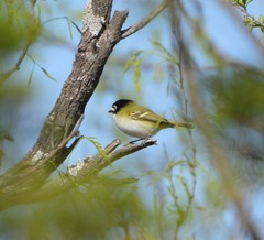Vireo atricapilla