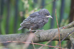 Sturnus vulgaris