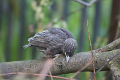 Sturnus vulgaris