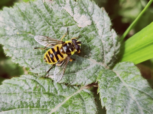 Yellow-haired Sun Fly