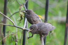 Sturnus vulgaris