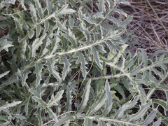 Rhaponticoides taliewii