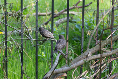 Sturnus vulgaris