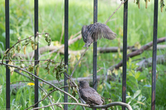 Sturnus vulgaris