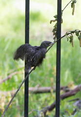 Sturnus vulgaris