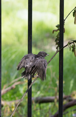 Sturnus vulgaris