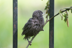 Sturnus vulgaris