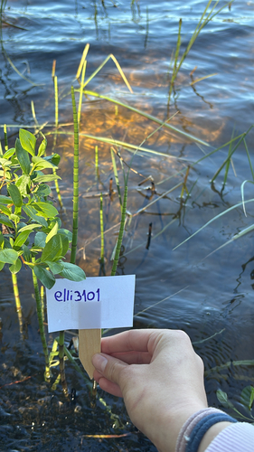 water horsetail