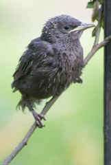 Sturnus vulgaris