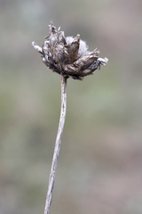 Rhaponticoides taliewii