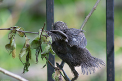 Sturnus vulgaris