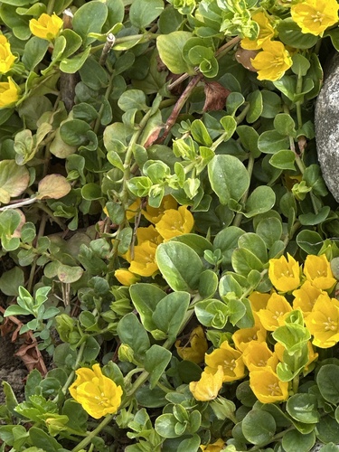 creeping Jenny