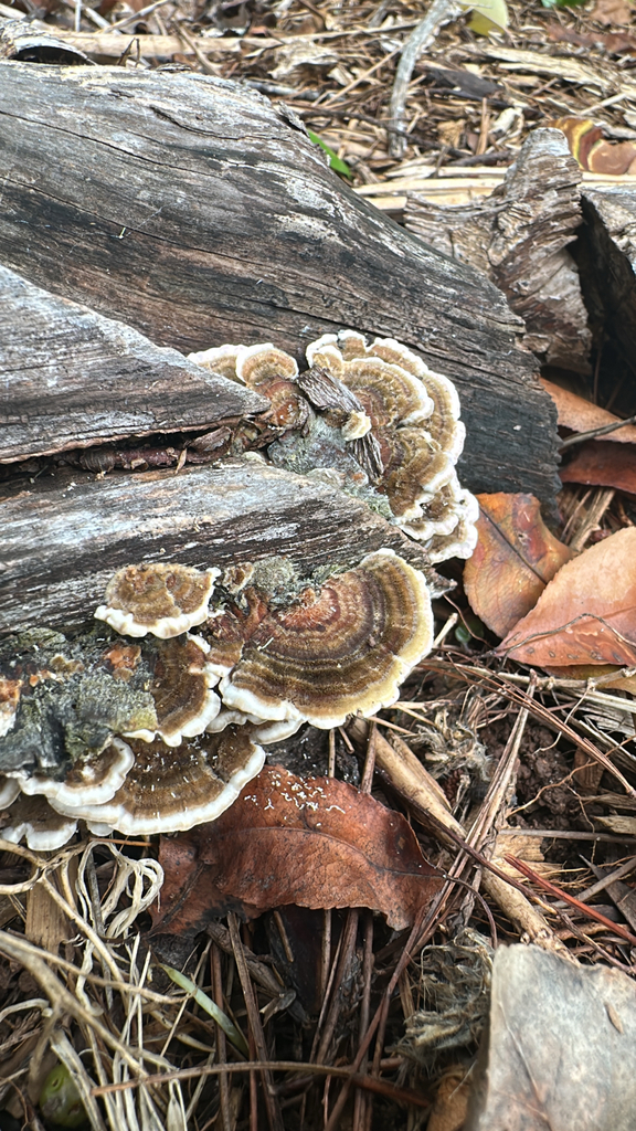 turkey-tail · May 2026 · photo: Photo: (c) PoMan, some rights reserved (CC BY) · iNaturalist
