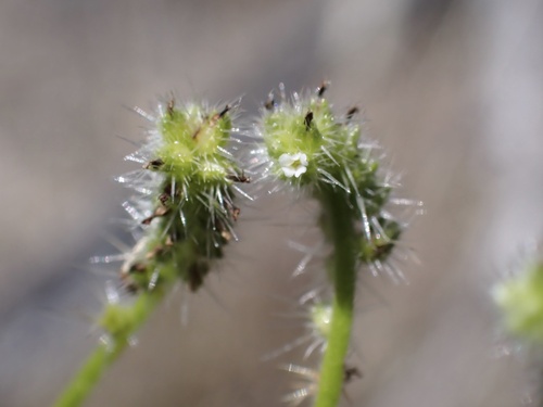 iNaturalist observation photo of Tejon cryptantha