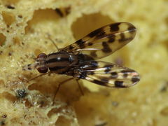 Drosophila kikiko