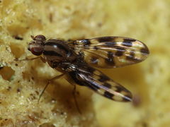 Drosophila kikiko