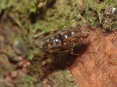 Drosophila kinoole