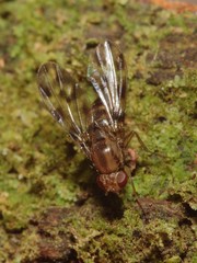 Drosophila kinoole