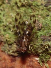 Drosophila kinoole