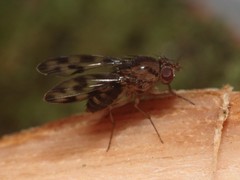 Drosophila kinoole