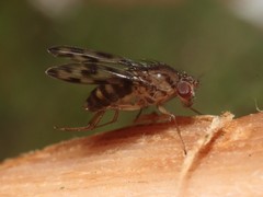 Drosophila kinoole