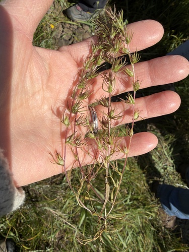 Triphysaria pusilla