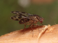 Drosophila kinoole