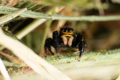 Euophrys herbigrada