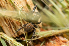 Euophrys herbigrada