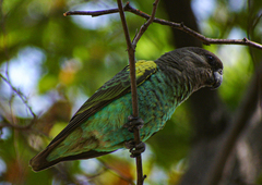 Poicephalus meyeri transvaalensis